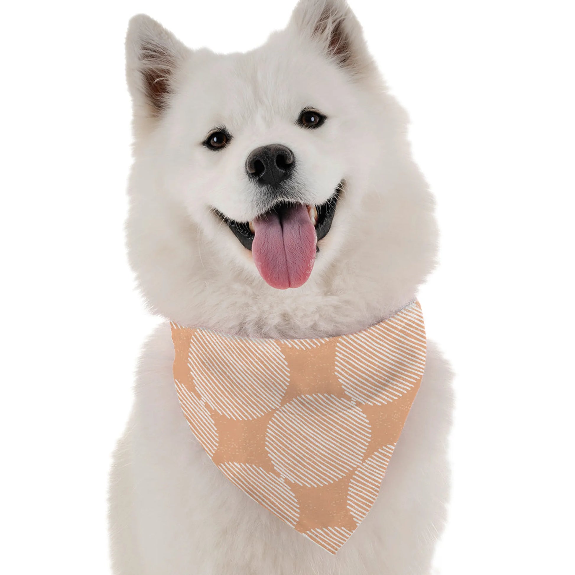 Aria - Your Pet Connection