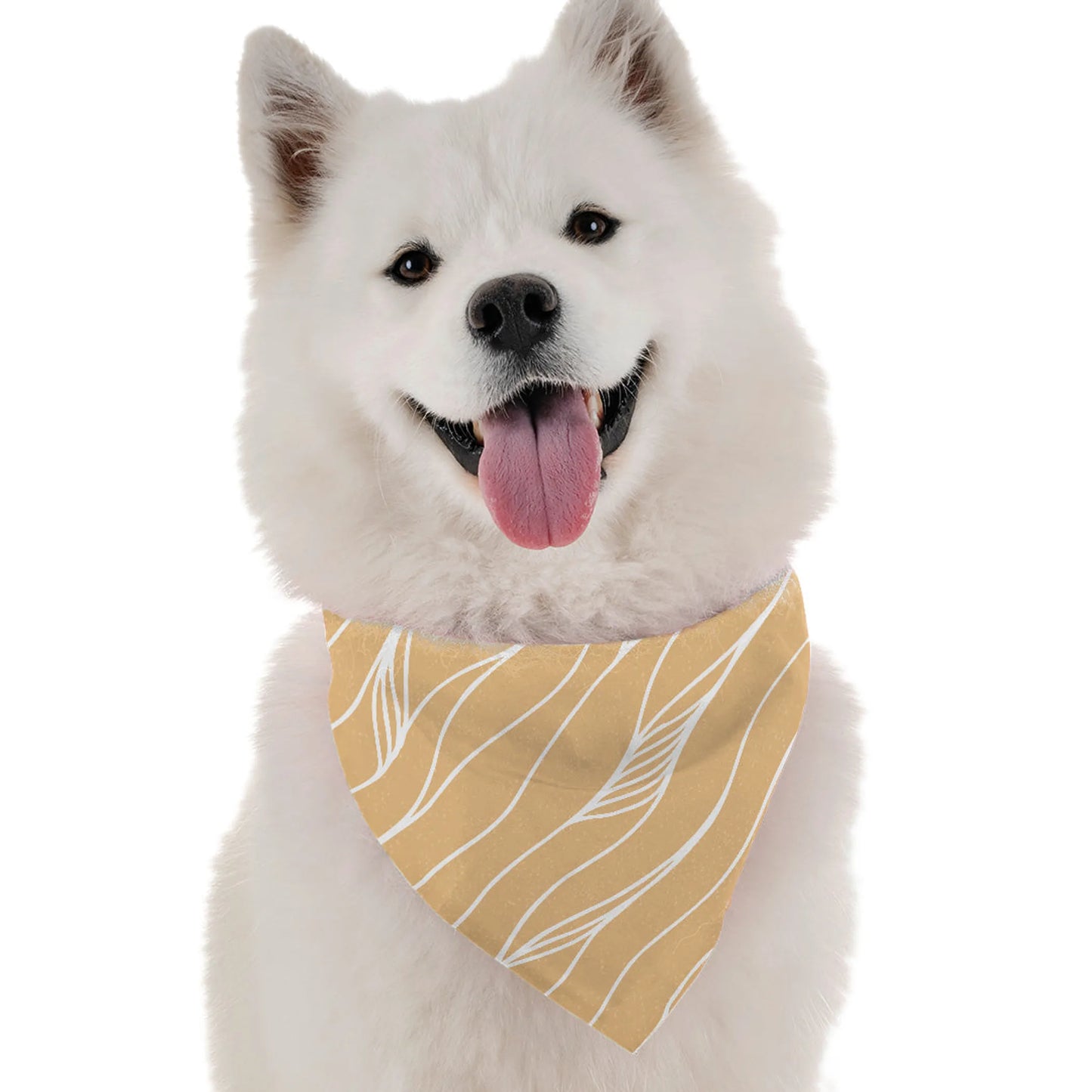 Cora - Your Pet Connection