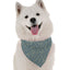 Bandoggies Modern Dog Bandana Collection