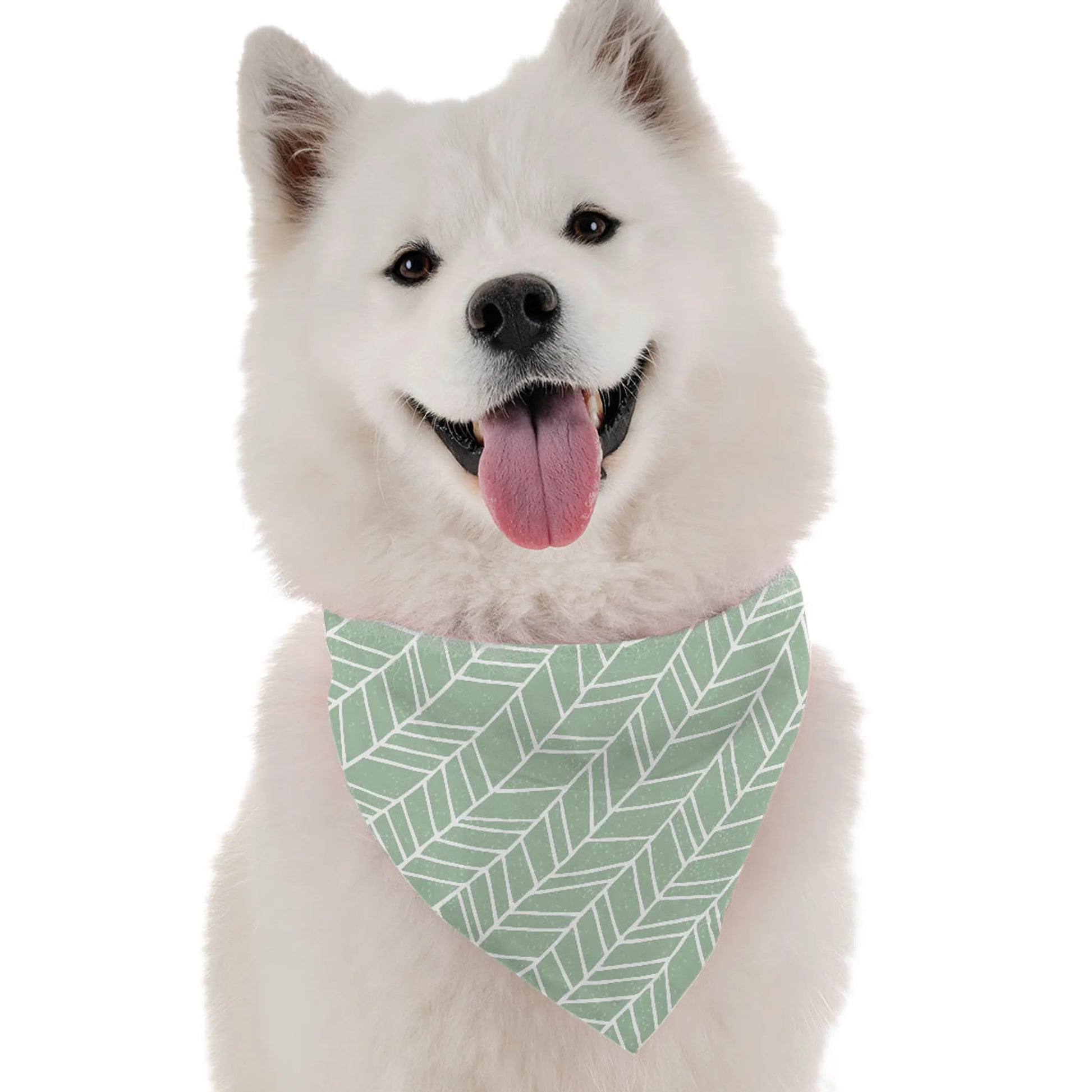 Jade - Your Pet Connection