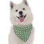 Bandoggies Fashion Dog Bandana