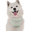 Dog of Honor - Your Pet Connection