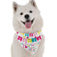 Happy Birthday To Me (Girl) - Your Pet Connection
