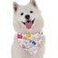 Let's Pawty (Girl) - Your Pet Connection