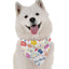 Let's Pawty (Boy) - Your Pet Connection