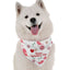 Bandoggies Festive Dog Bandanas for Stylish Pets