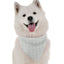 Athena - Your Pet Connection