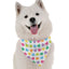 Candy Hearts - Your Pet Connection