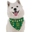Irish for the Day - Your Pet Connection