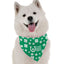 I'm Your Lucky Charm - Your Pet Connection