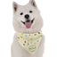Happy PAWssover - Your Pet Connection