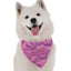 Bandoggies Festive Dog Bandanas for All Sizes