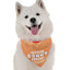 Official Donut Tester - Your Pet Connection