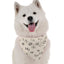 Bandoggies Fashionable Dog Bandana - Medium