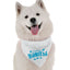 Happy Hanukkah - Your Pet Connection