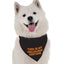 This is My Halloween Costume - Your Pet Connection