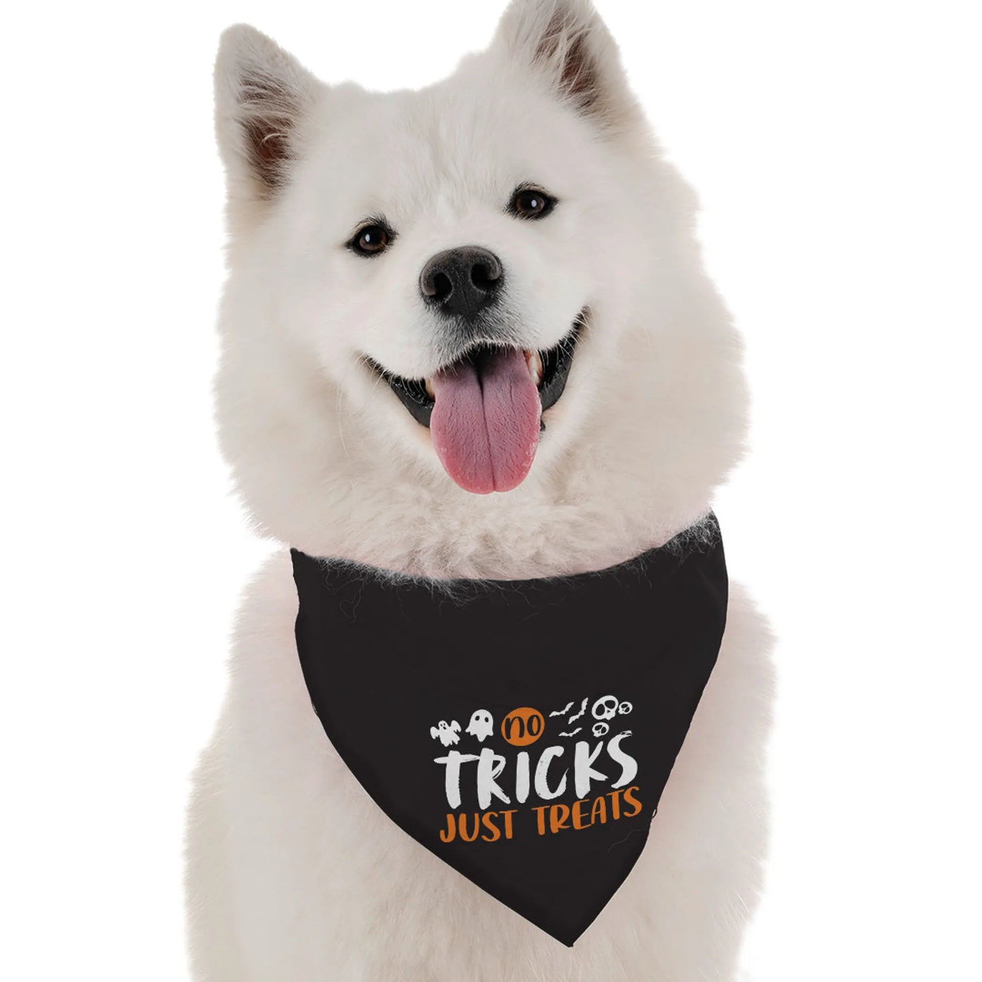 No Tricks, Just Treats - Your Pet Connection