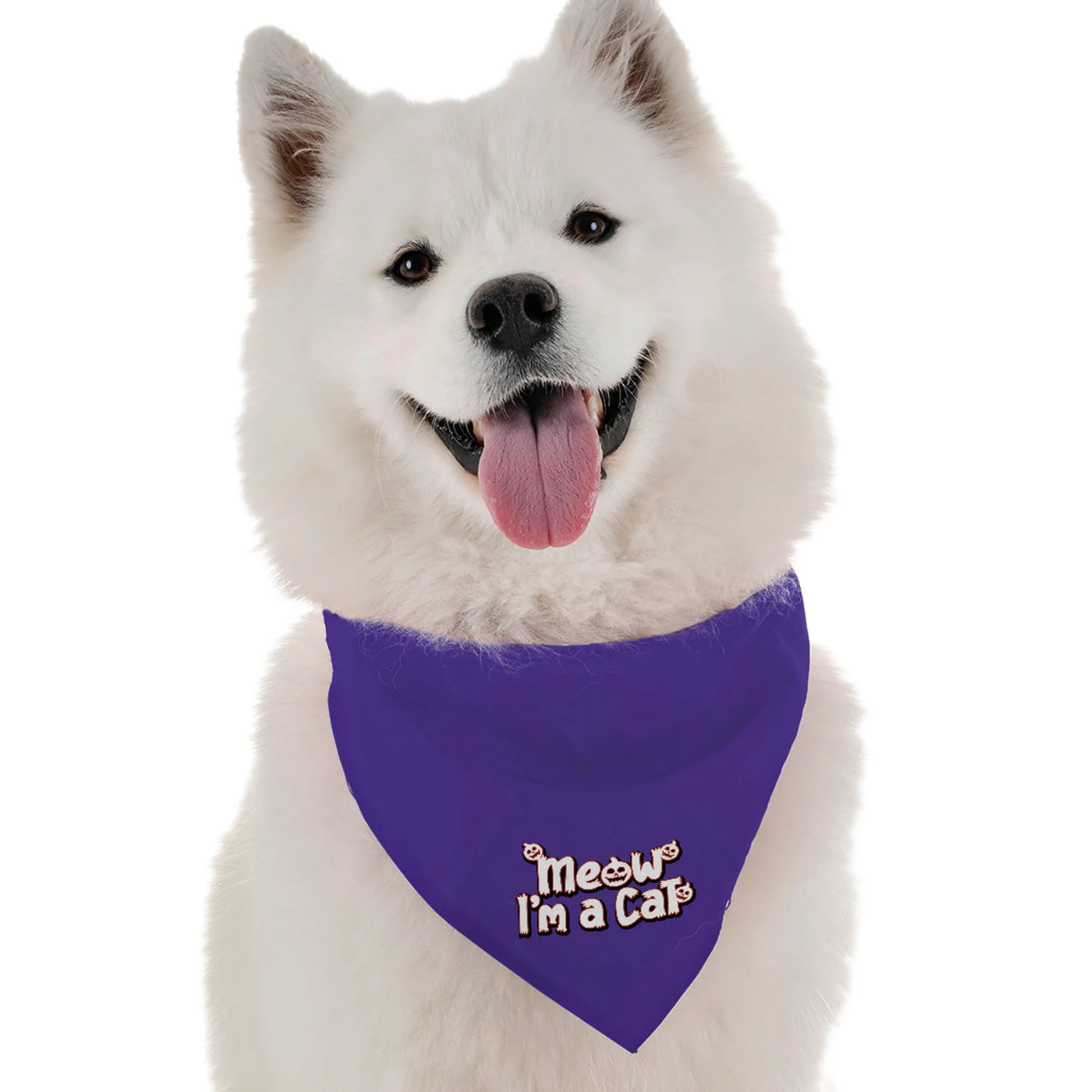 Meow I'm a Cat - Your Pet Connection