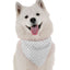 Bandoggies Fashionable Dog Bandanas Adjustable Fit