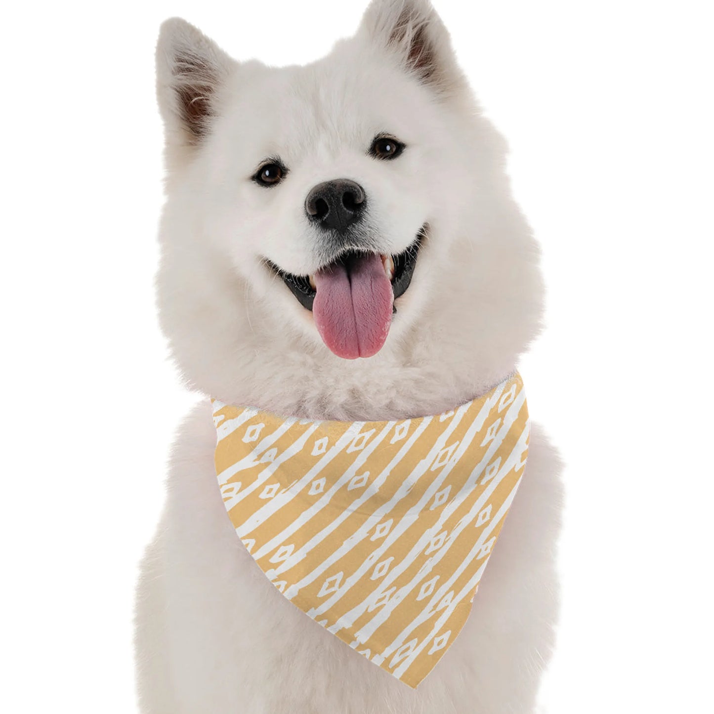 June - Your Pet Connection