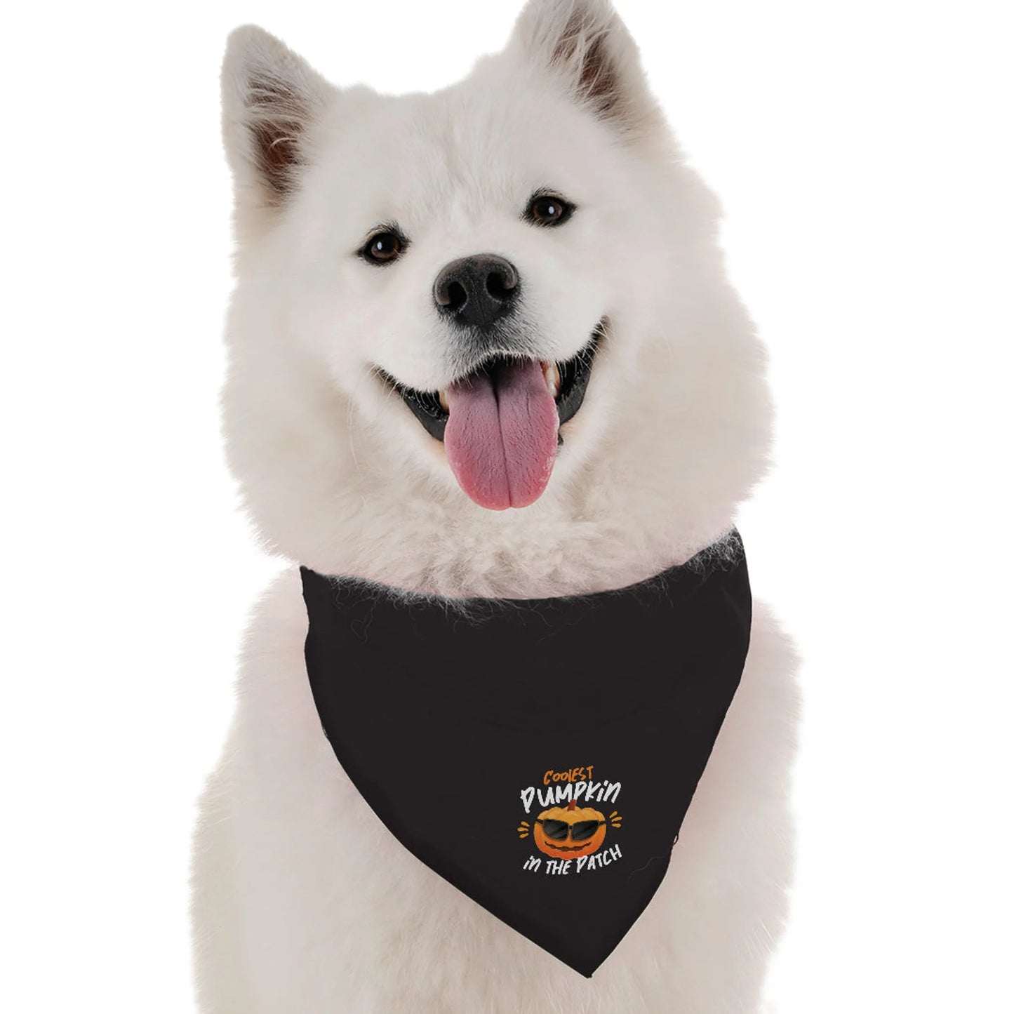 The Coolest Pumpkin - Your Pet Connection