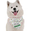 Bandoggies Stylish Holiday Dog Bandanas