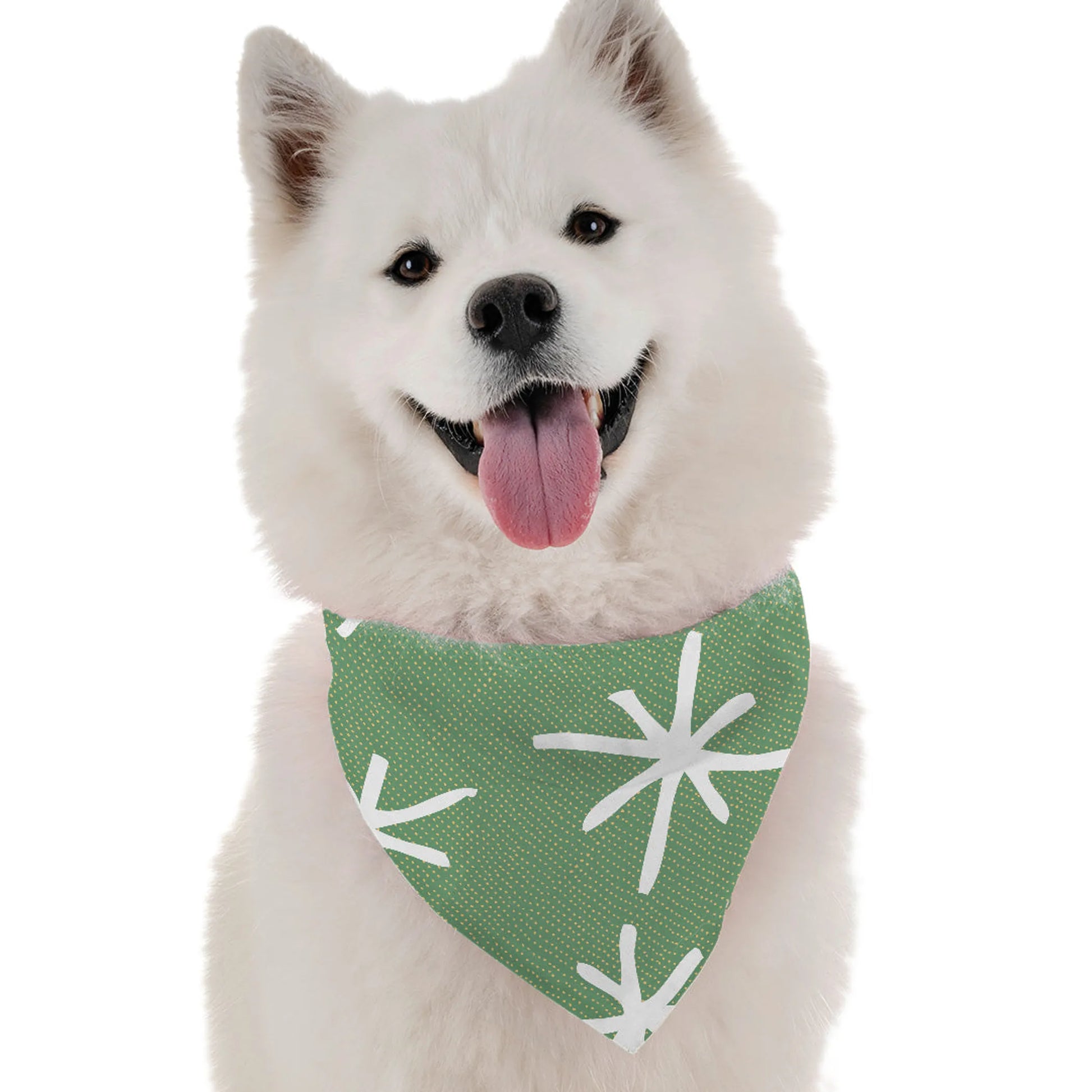 Dara - Your Pet Connection