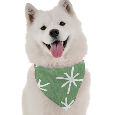 Dara - Your Pet Connection