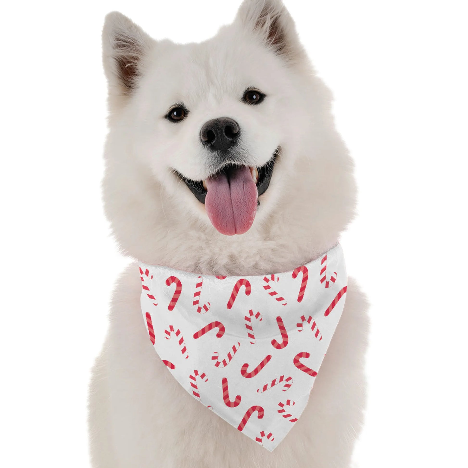 Candy Canes - Your Pet Connection