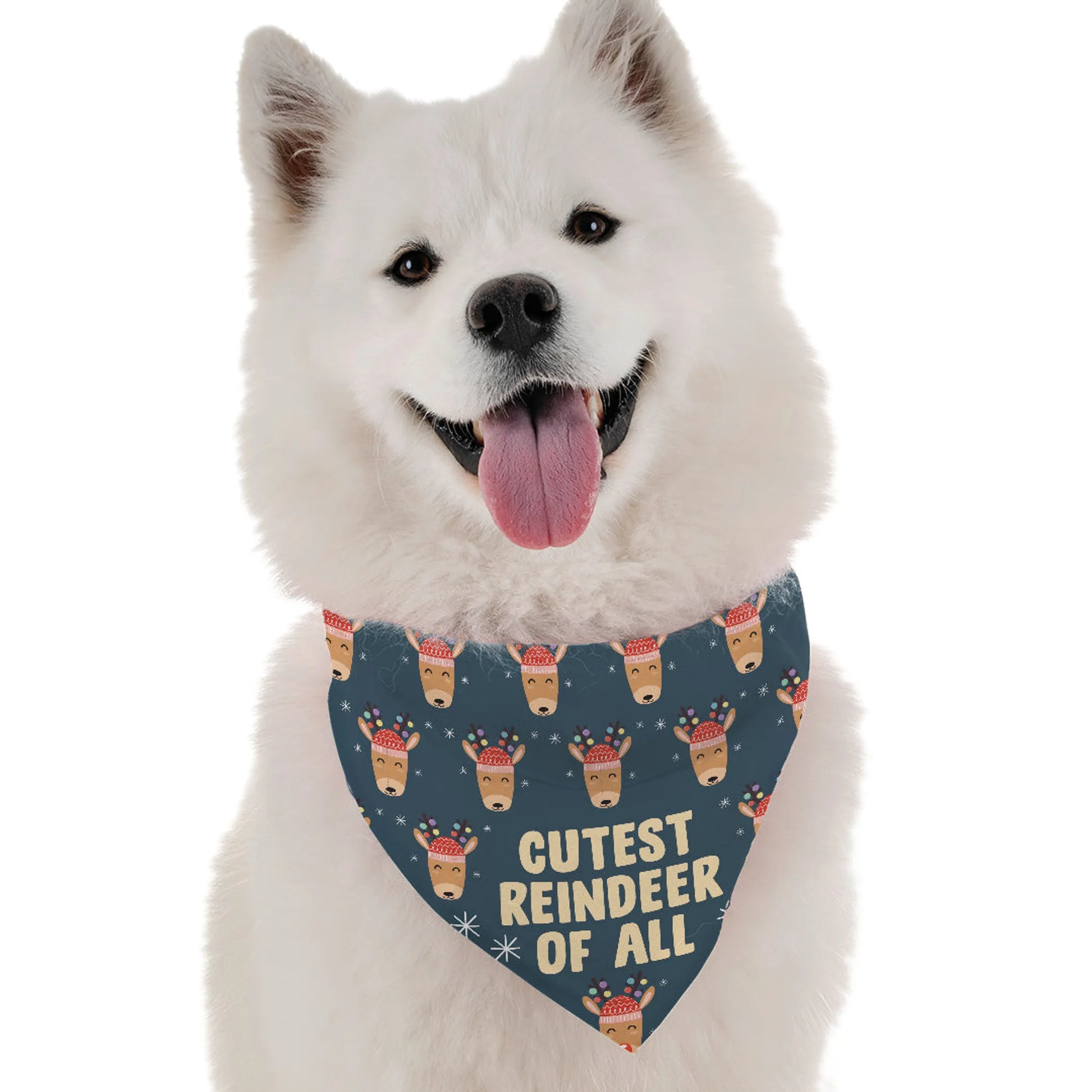 Cutest Reindeer of All - Your Pet Connection