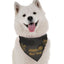 Happy New Year - Your Pet Connection