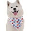 PAWtriotic - Your Pet Connection