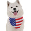 All American - Your Pet Connection