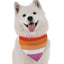 Bandoggies Vibrant Rainbow Dog Bandanas