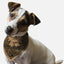 Bandoggies Adventurous Cotton Bandana