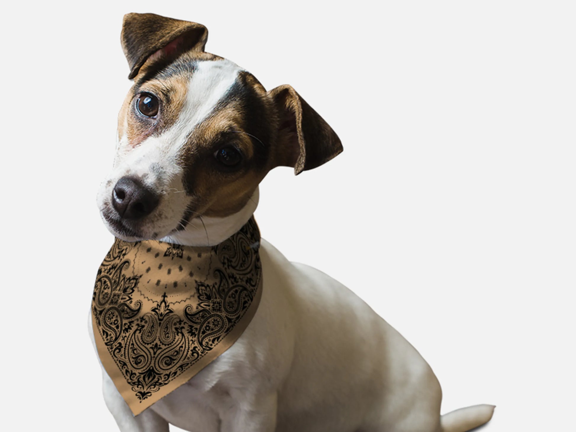 Sand Paisley - Your Pet Connection