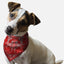 Red Paisley - Your Pet Connection
