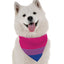 Bi Pride - Your Pet Connection