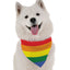 Pride - Your Pet Connection