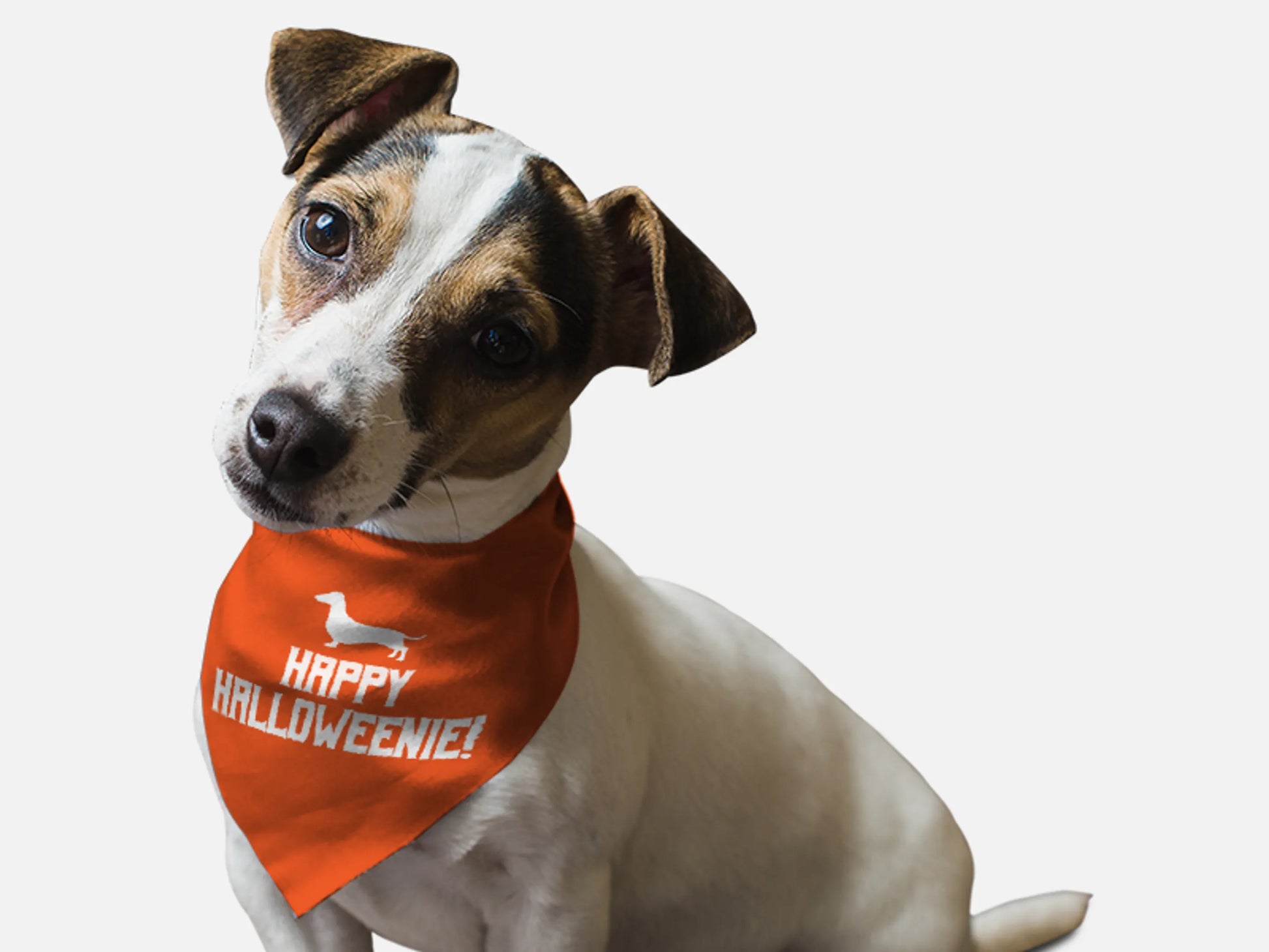 Happy Halloweenie! - Your Pet Connection