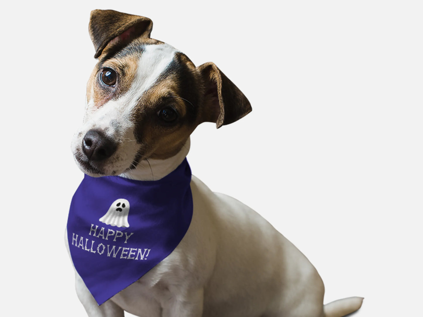 Happy Halloween! - Your Pet Connection