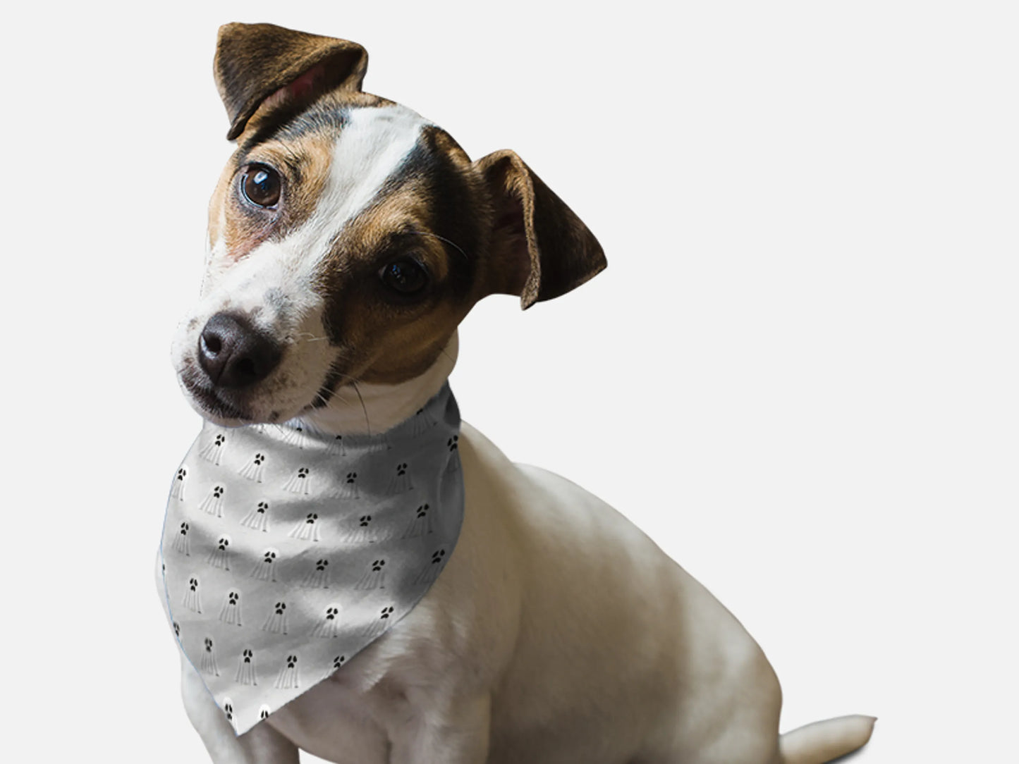 Ghosts Galore! - Your Pet Connection