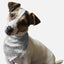Ghosts Galore! - Your Pet Connection