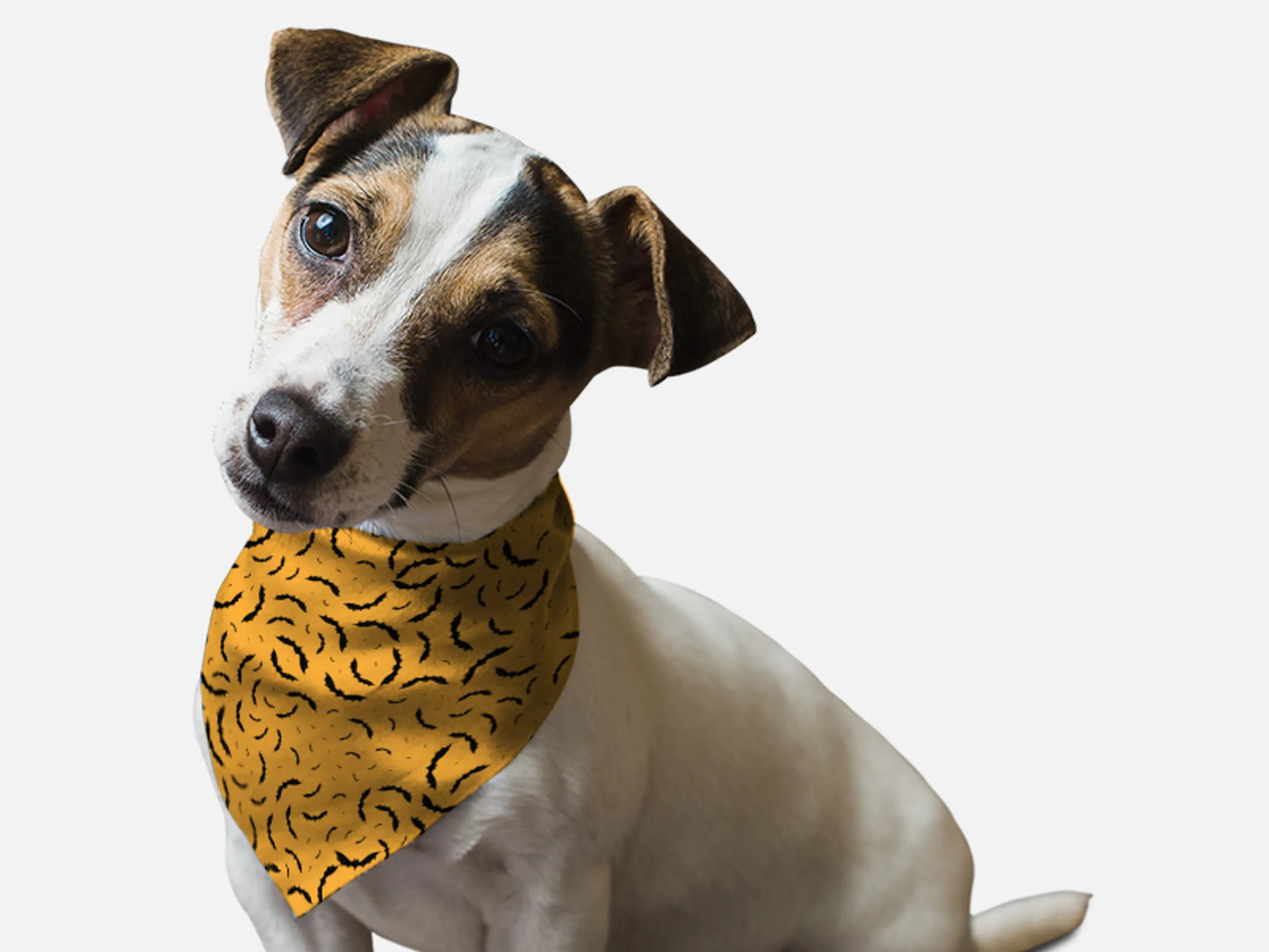 Bats, Bats, Bats! - Your Pet Connection