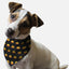 Head Full O' Pumpkin! - Your Pet Connection