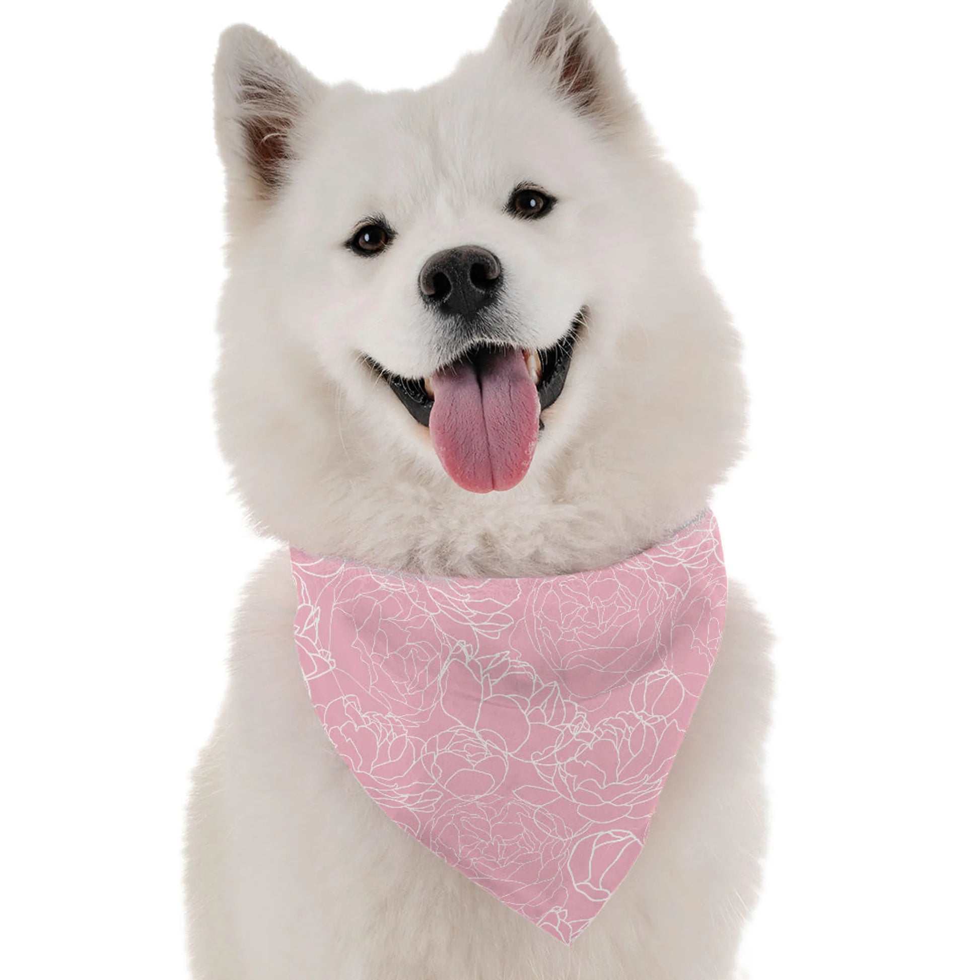 Pink Carnation - Your Pet Connection