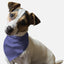 Lovely Lavender - Your Pet Connection
