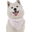 Bandoggies Nature-Inspired Silky Dog Bandana - Small