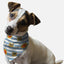 Hot Dogs - Your Pet Connection