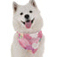 Florals - Your Pet Connection